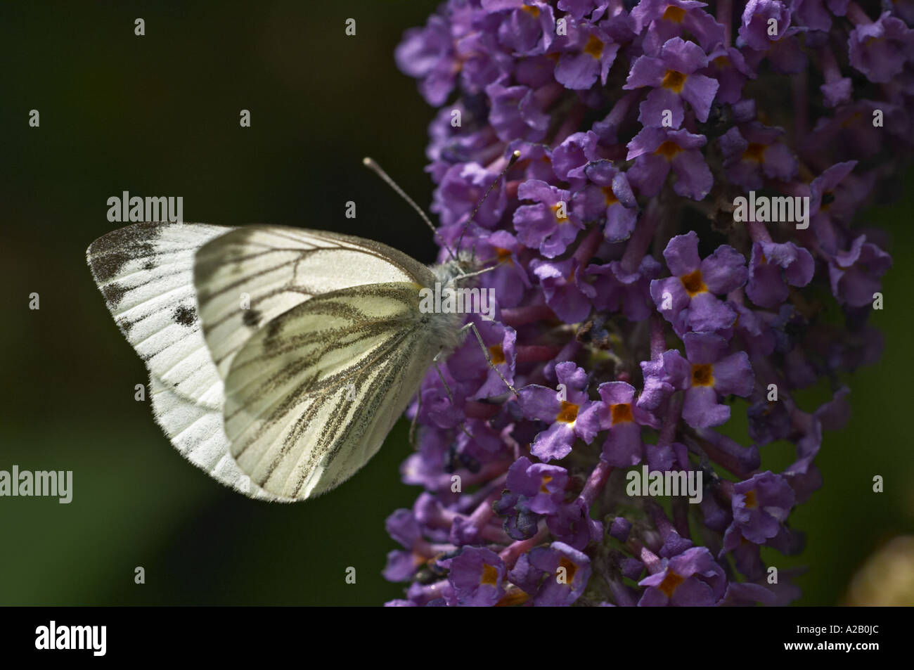 Schmetterling grün Venied weiße 7183 Pieris napi Stockfoto