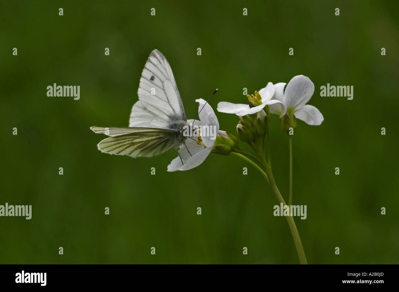 Schmetterling weiß grün Venied 5646 Pieris napi Stockfoto