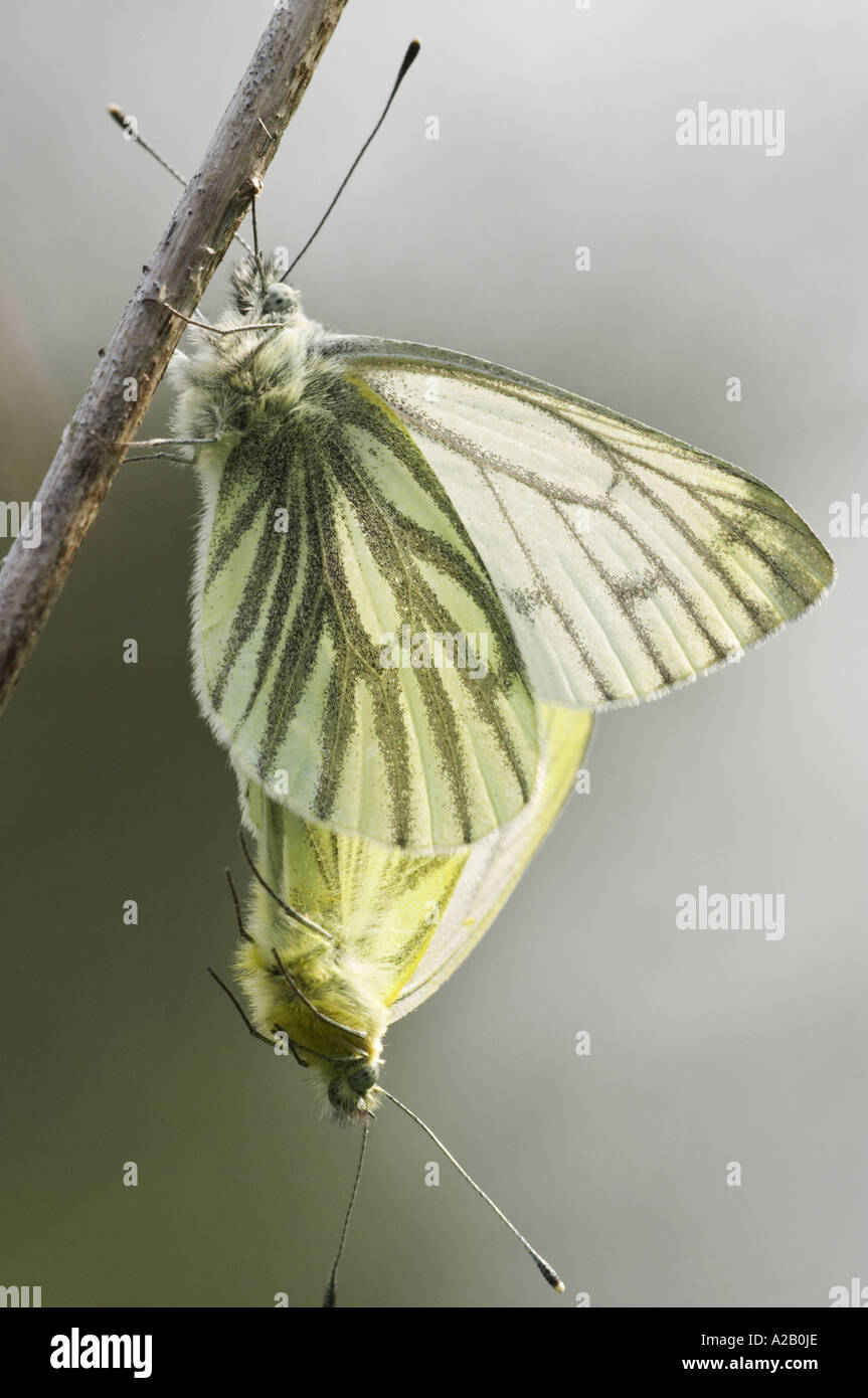 Schmetterling grün Venied weiße 5699 Pieris napi Stockfoto