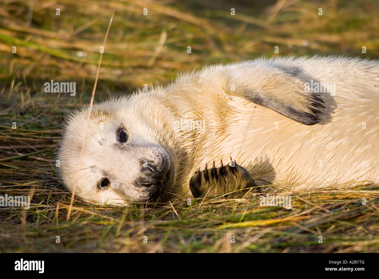 KEGELROBBEN PUP Stockfoto