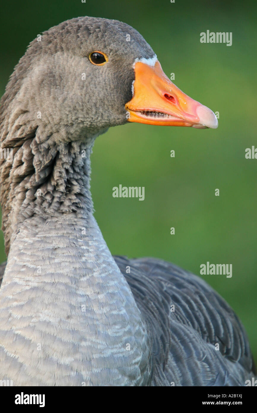 Graugans Stockfoto