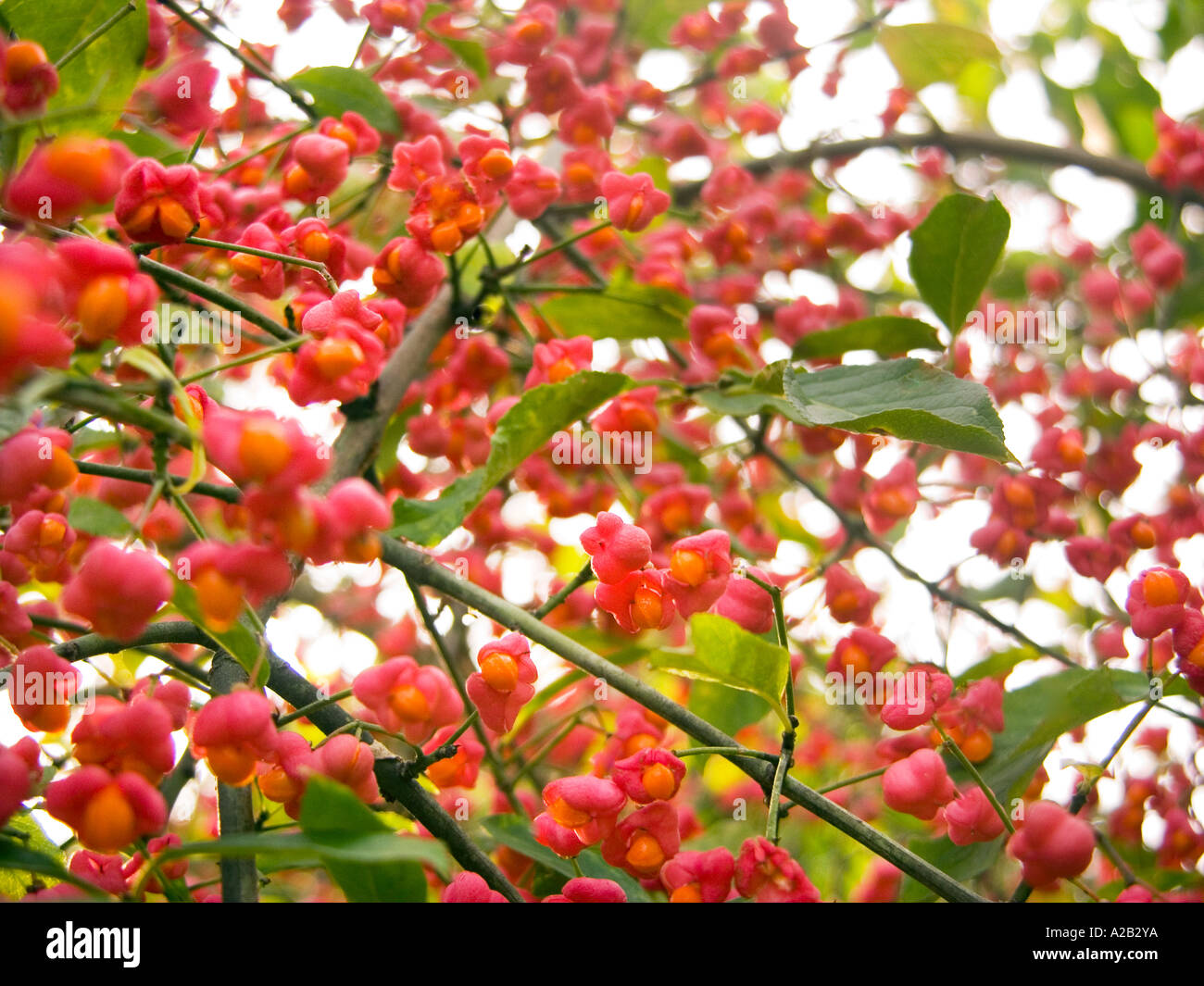 Spindel-Frucht der Euonymus Europaea L Busch CELASTRACEAE Stockfoto