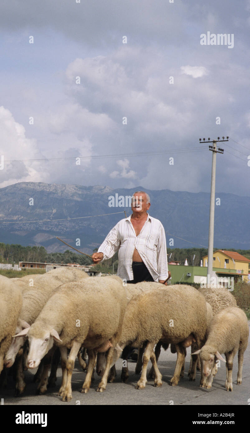 Schäfer mit seiner Herde auf einer Landstraße in der Nähe von Tirana Albanien Stockfoto