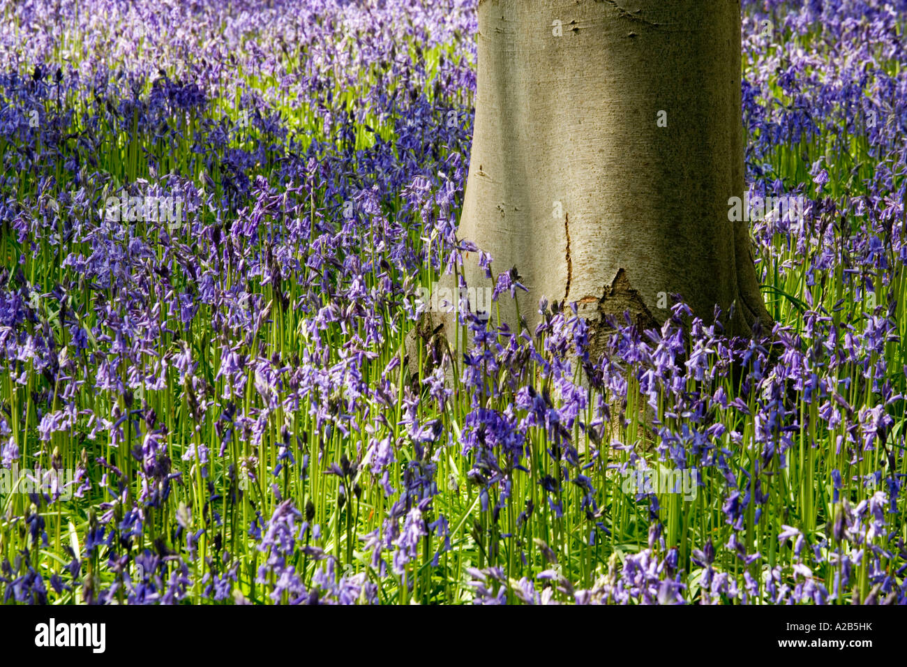 Glockenblumen, Hyacinthoides non-Scripta, im Frühjahr auf West-Wald in der Nähe von Marlborough, Wiltshire, England, UK Stockfoto