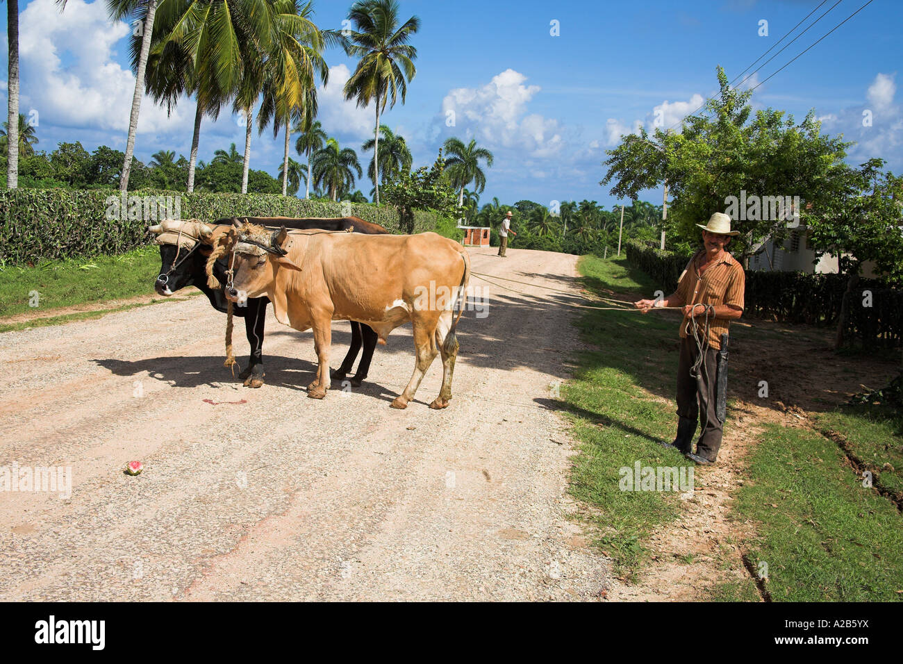 Bauer mit zwei Ochsen Chorro de Maita, in der Nähe von Guardalavaca, Provinz Holguin, Kuba Stockfoto