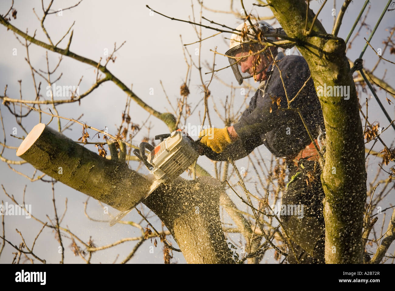 UK Baumpfleger tragen schützendes Zahnrad Abholzen eine Esche mit einer  Kettensäge fallenden Ast mit Sägemehl fliegen zu schneiden Stockfotografie  - Alamy