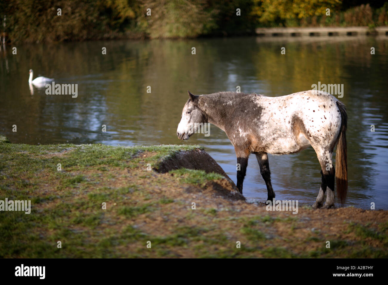 Pferd an der Themse, North Oxford. UK Stockfoto