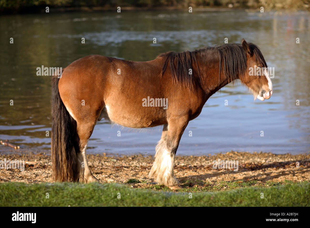 Altes Pferd in Ruhe, Themse, North Oxford. VEREINIGTES KÖNIGREICH Stockfoto