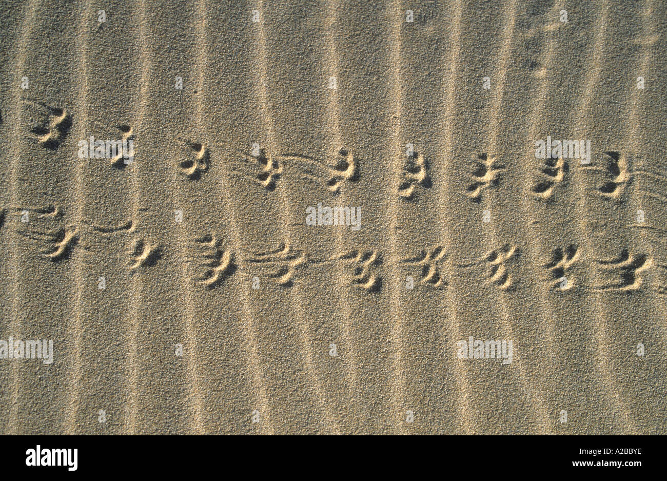 Tierspuren im sand Stockfoto