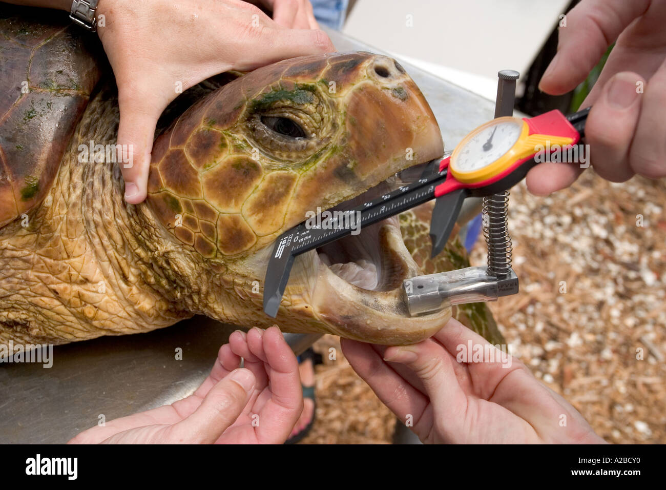 Longline Angelhaken entfernen aus Unechten Karettschildkröte (Caretta Caretta) mit Eckzahn Knebel. Stockfoto