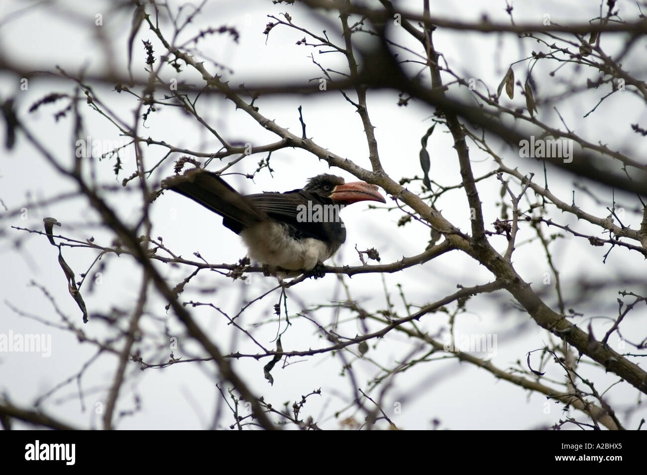 Hornbill, gekrönt Tockus Alboterminatus, Umfolozi Game Reserve, KwaZulu Natal, Südafrika. Stockfoto