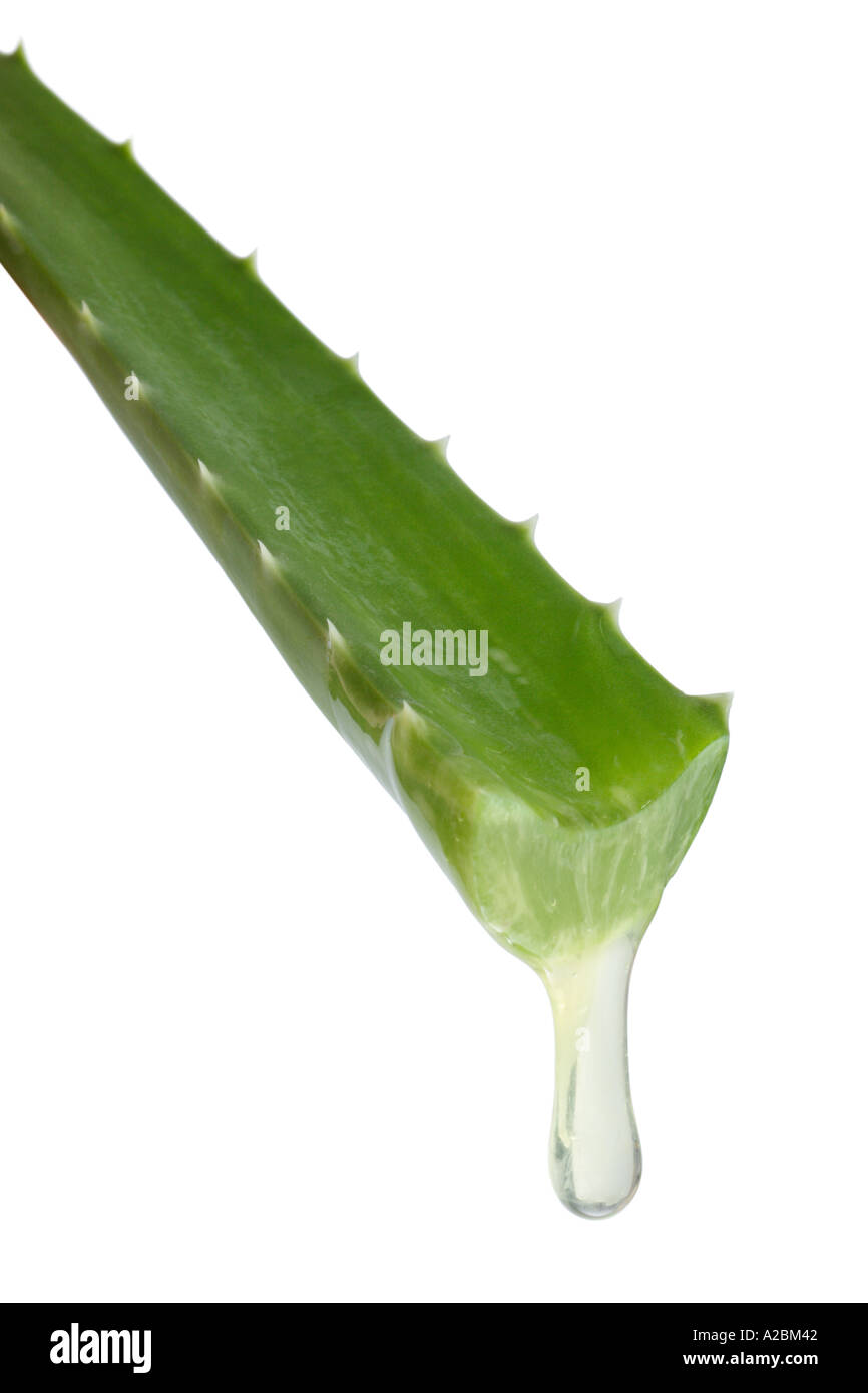 aloe-vera-tropft-a2bm42.jpg