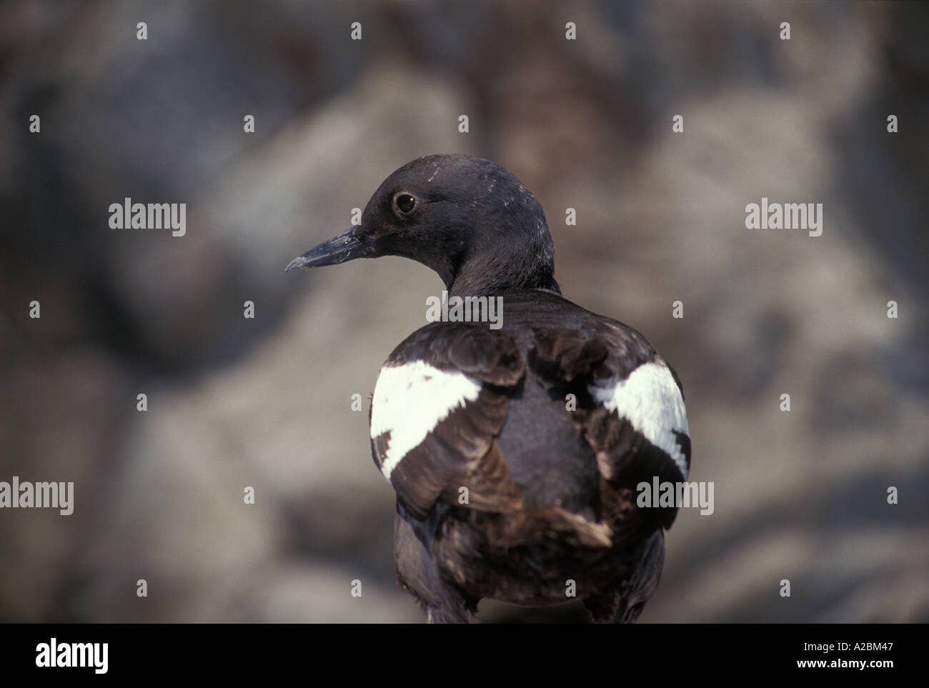Taube Guillemot Oregon Coast Aquarium USA Stockfoto