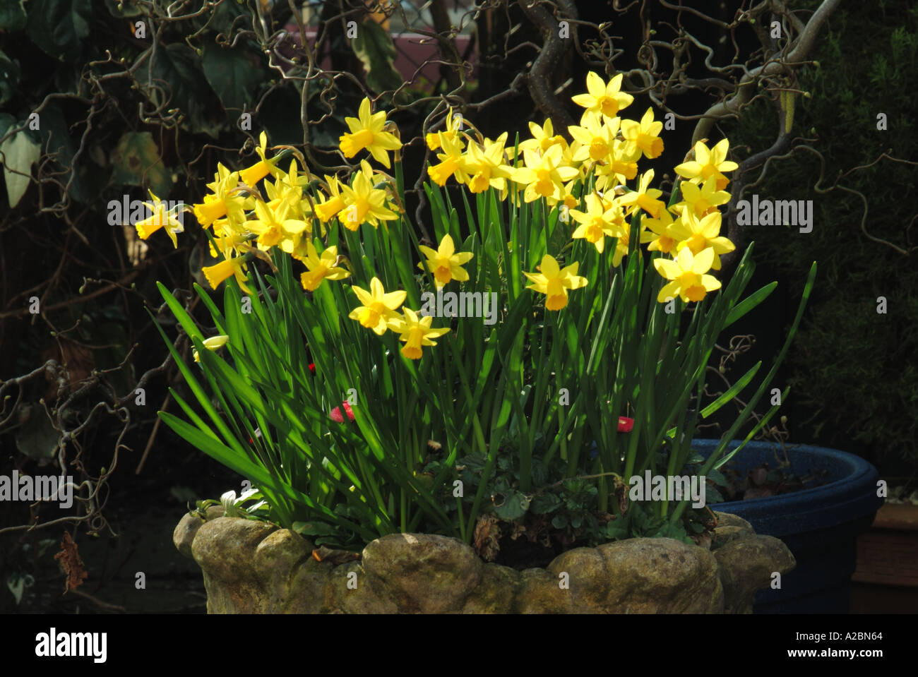 Garten-Whirlpool Behälter voller Zwerg blühenden Narzissen Stockfoto