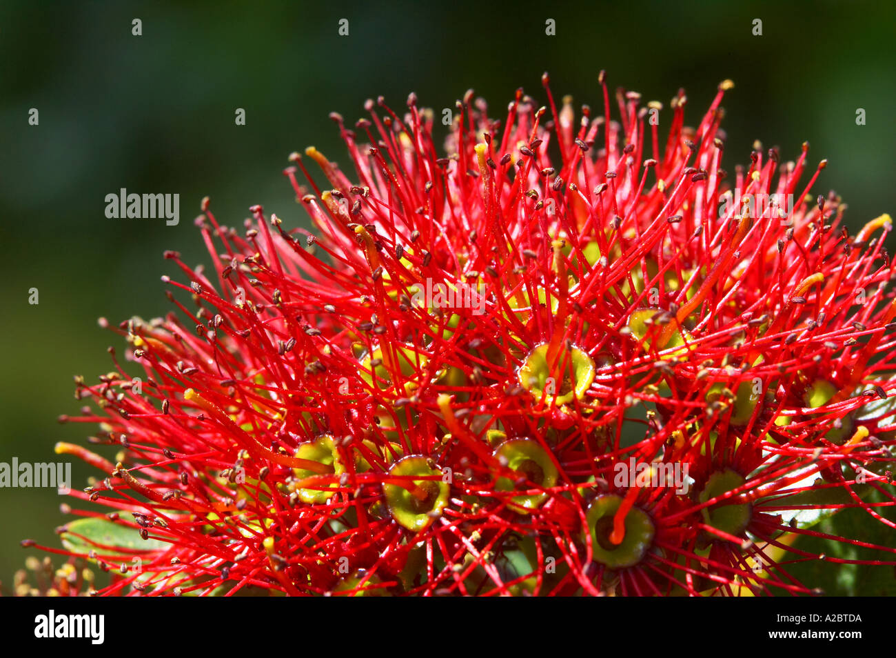 Rata Blume Metrosideros umbellata Stockfoto