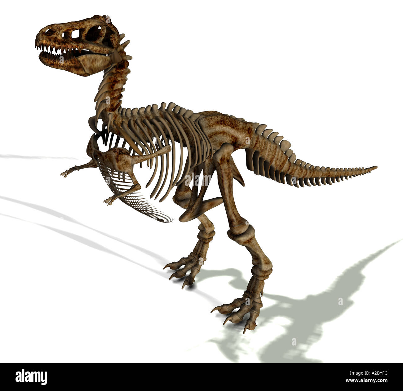 Tyrannosaurus rex Skelett Stockfoto