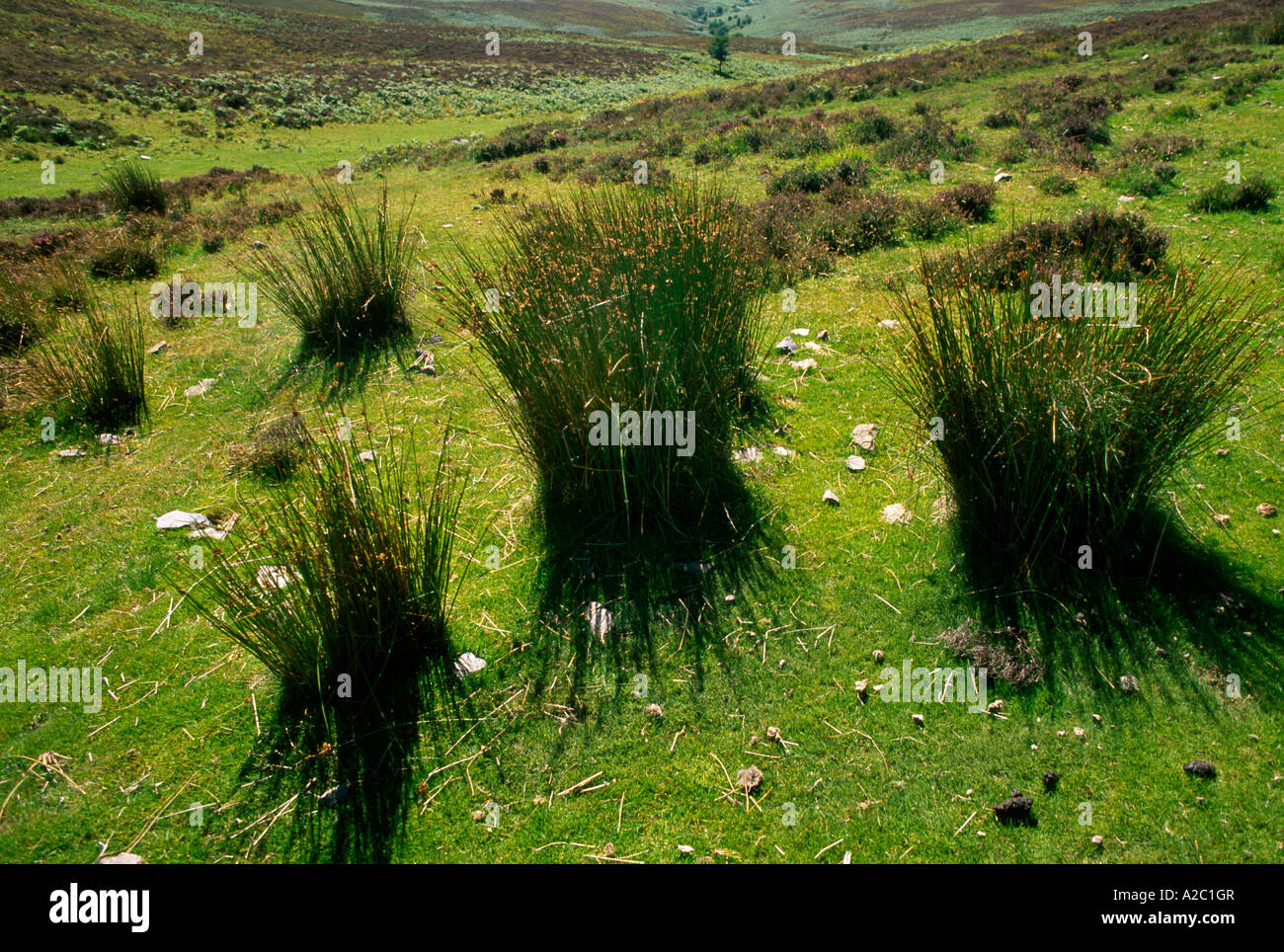 Exmoor Somerset England Segge Rasen Stockfoto