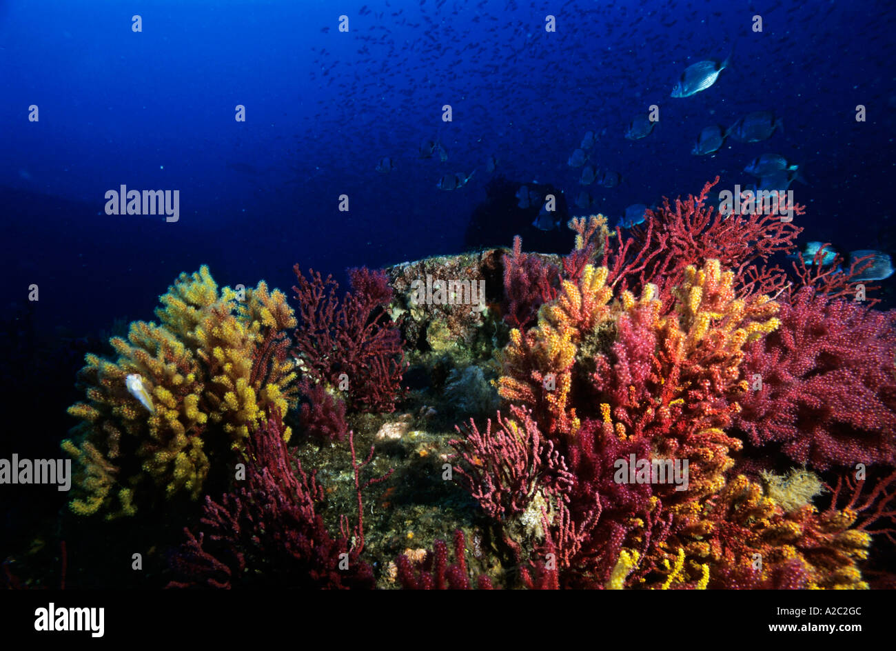 Bunte Gorgonien und Meer Fans wächst an einem Korallenriff mit einer Schule der Fische schwimmen im Hintergrund. Stockfoto
