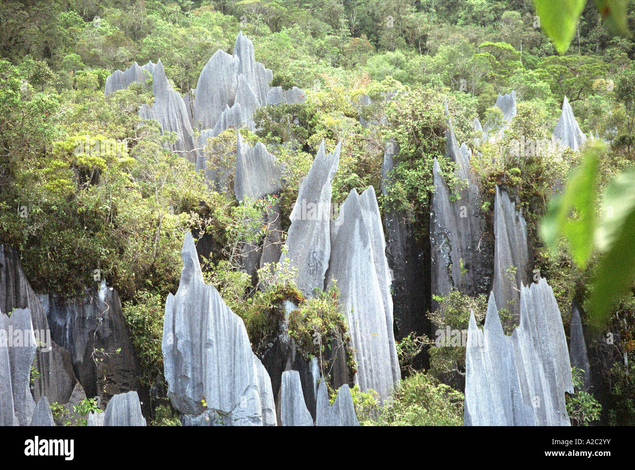 Nov 2006 Borneo Mulu National Park The Pinnacles Nadel wie Felsen aus Kalkstein ragen über den Dschungel Baldachin auf Mount Api Stockfoto