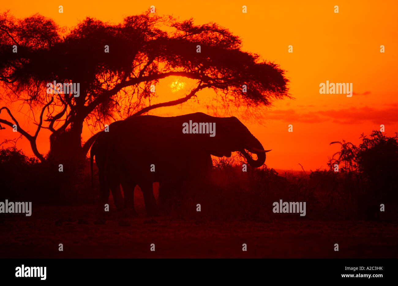 Elefanten bei Sonnenaufgang im Amboseli Nationalpark in Kenia in Afrika Stockfoto
