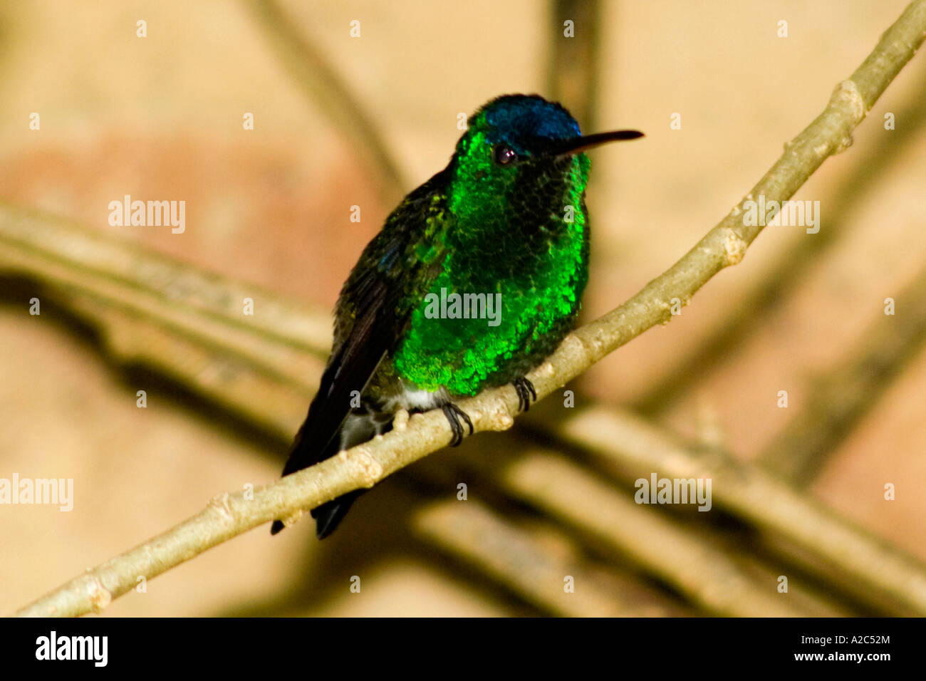 Kolibri Buff-winged Starfrontlet (zool. Coeligena Lutetiae), Sachica, Boyacá, Kolumbien, Südamerika Stockfoto