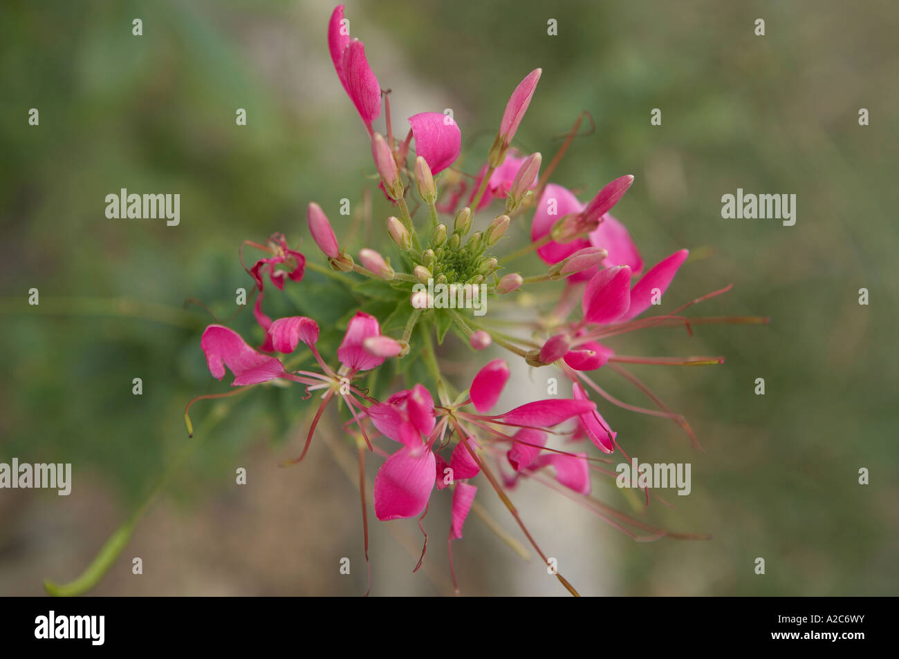 Wilde Blume Stockfoto