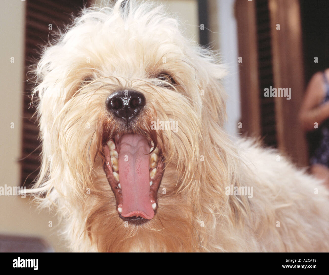 Kleiner Hund Stockfoto