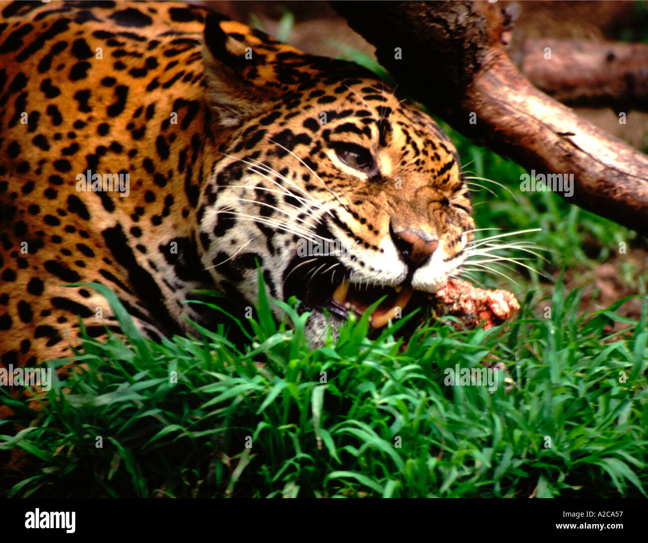 Jaguar Panthera Onca. Gefangene Exemplar. Stockfoto