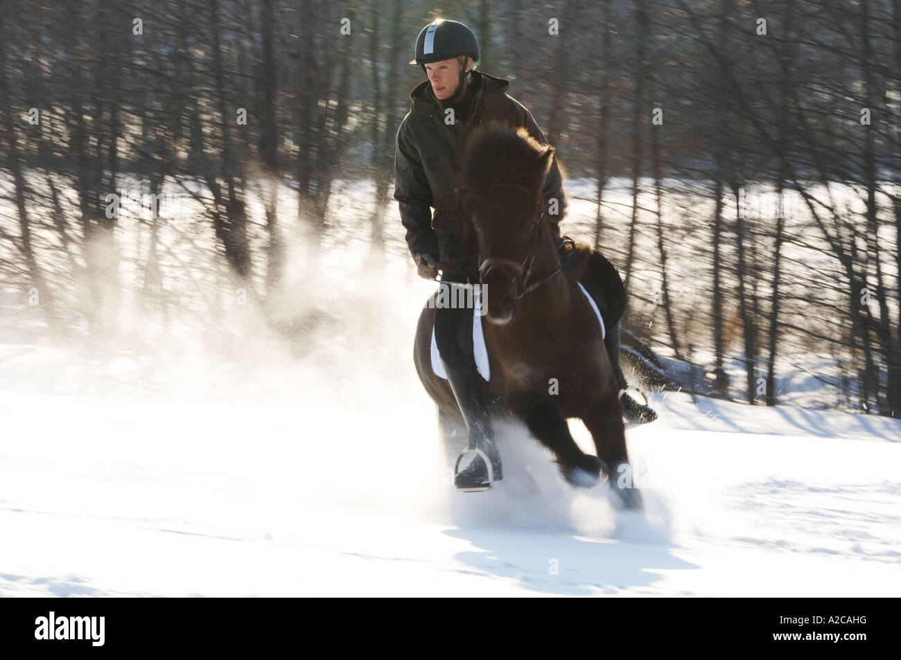 Mädchen reiten ein Islandpferd Trab im Schnee Stockfoto