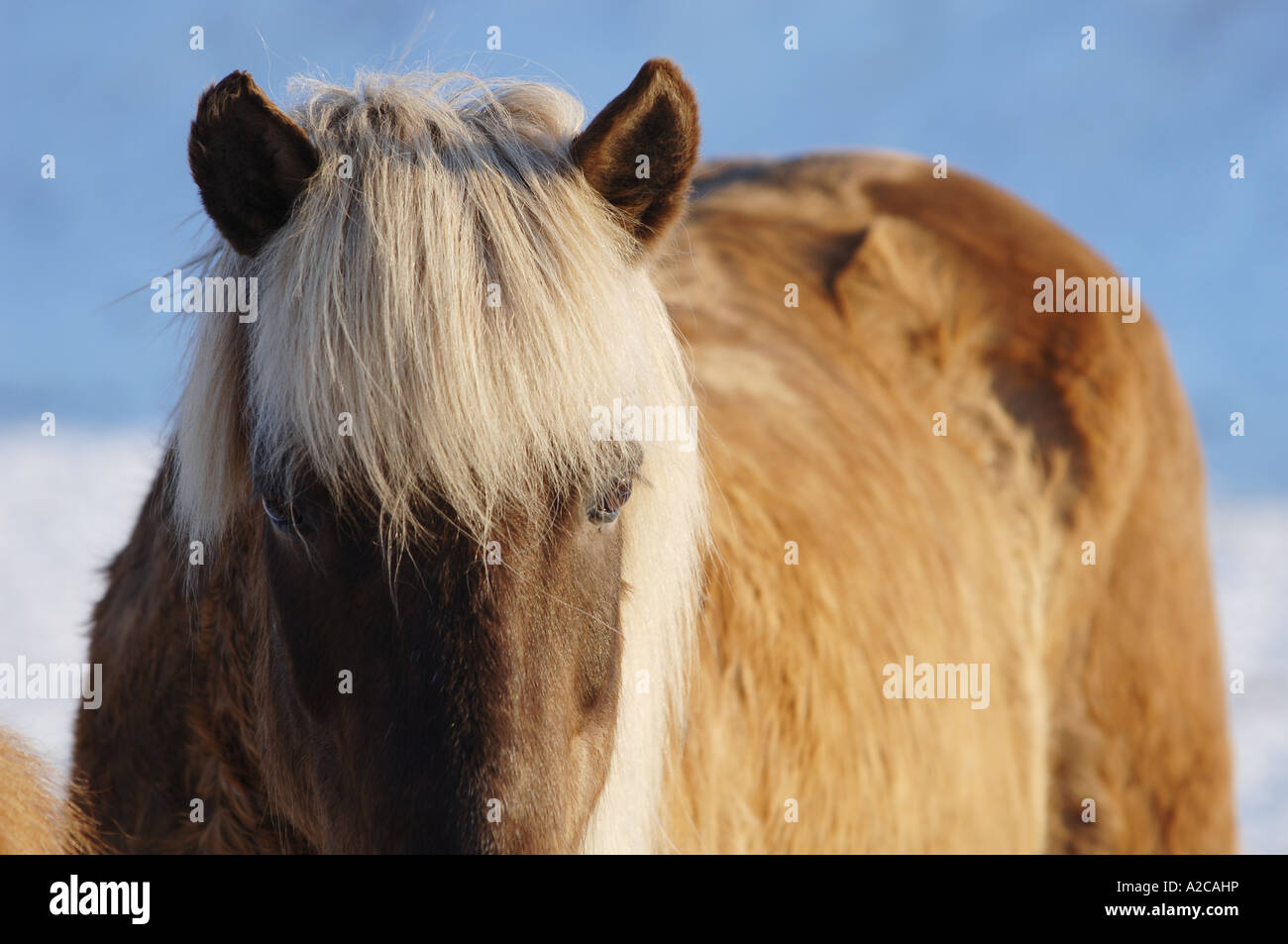 Nahaufnahme eines isländischen Pferdes im winter Stockfoto