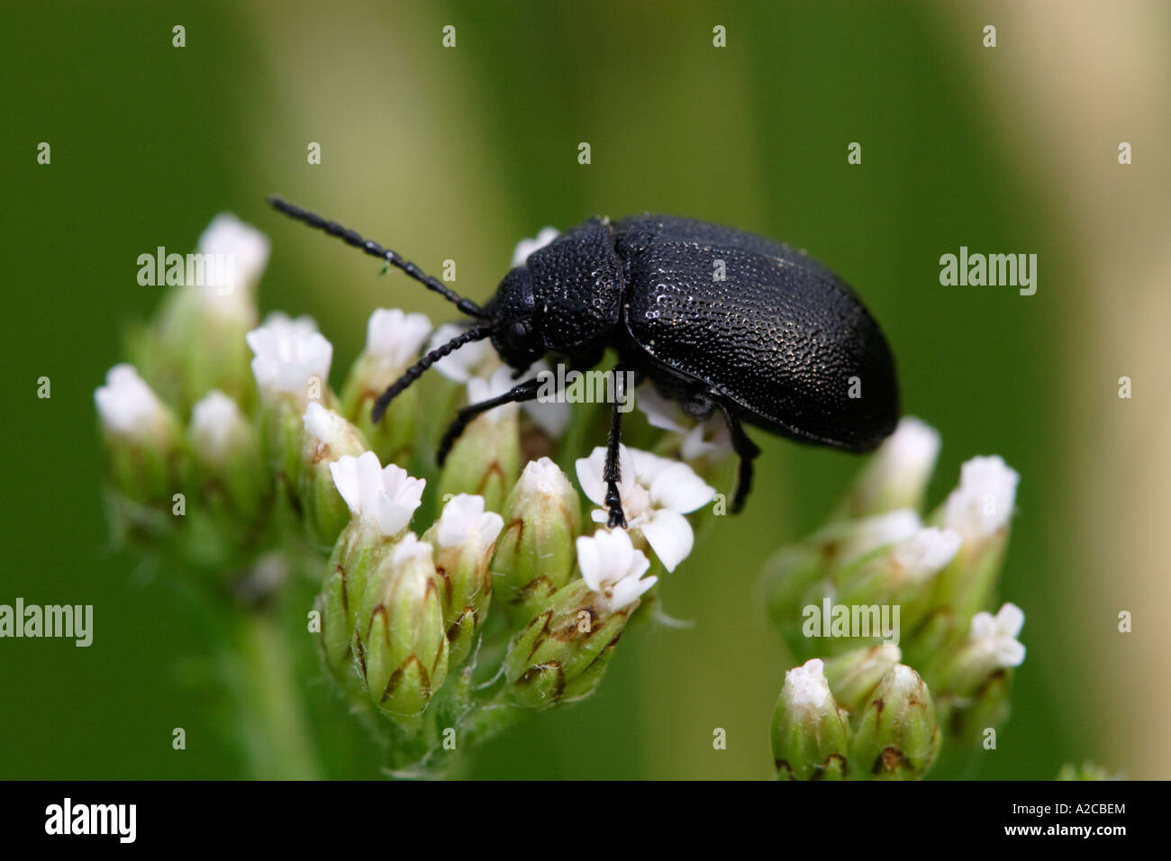 Getreidehähnchen (Galeruca Tanaceti) Fütterung auf eine weiße Blume. Stockfoto