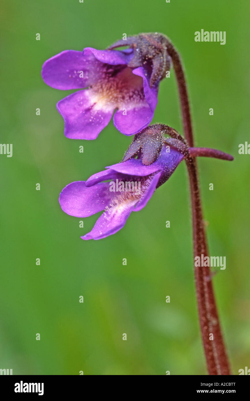 Gemeinsamen Fettkraut (Pinguicula Vulgaris) Blumen Stockfoto