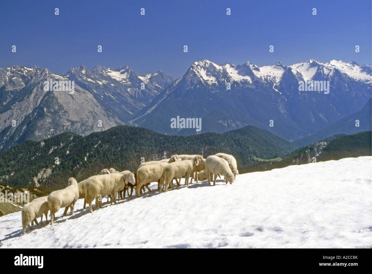 Hausschaf (Ovis Ammon Aries), Sorte: Tiroler Bergschafe, Herde in verschneiten Berglandschaft Stockfoto