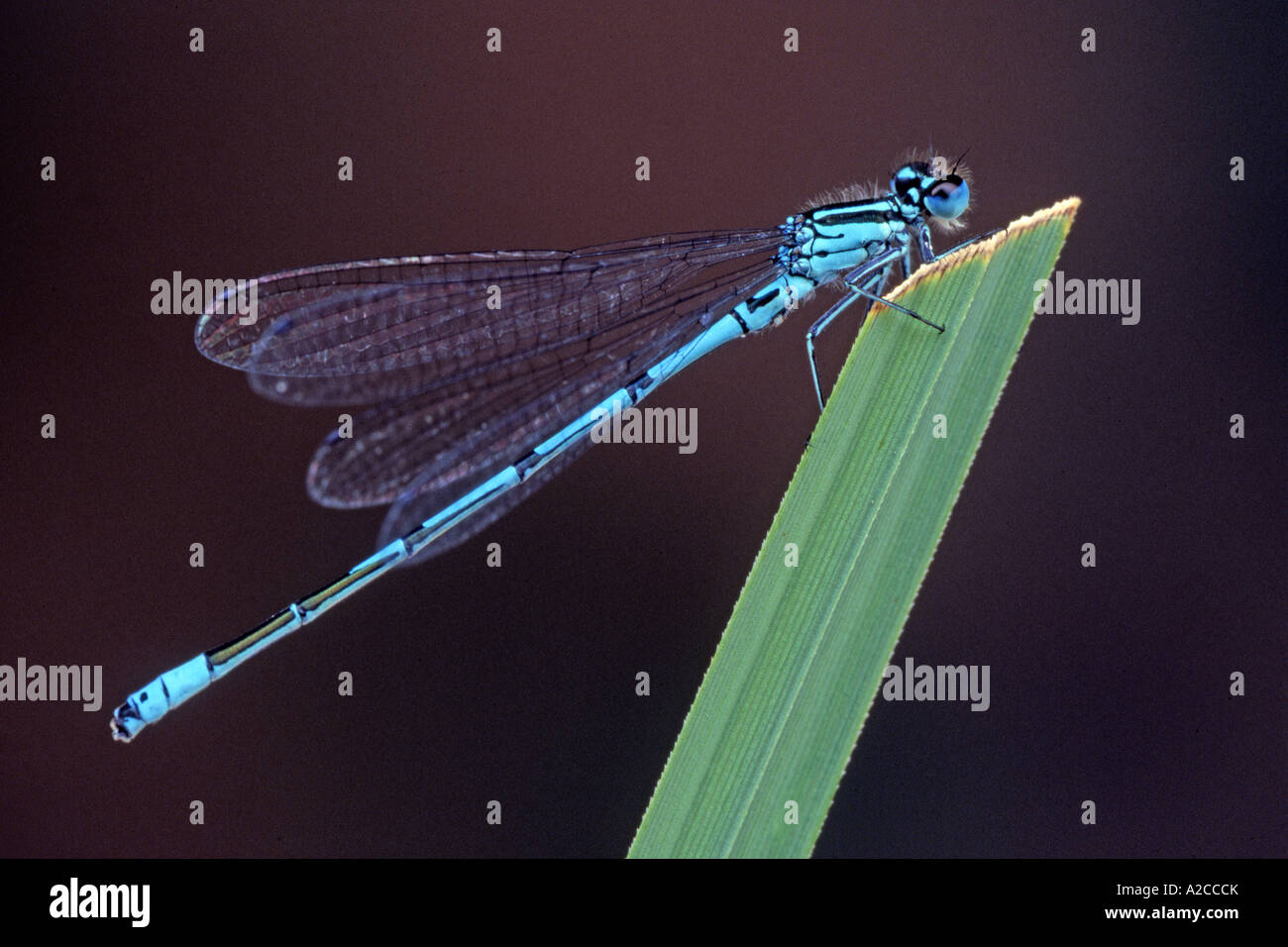 Gemeinsamen Coenagrion, Azure Damselfly (Coenagrion Puella) sitzt auf einem Grashalm Stockfoto