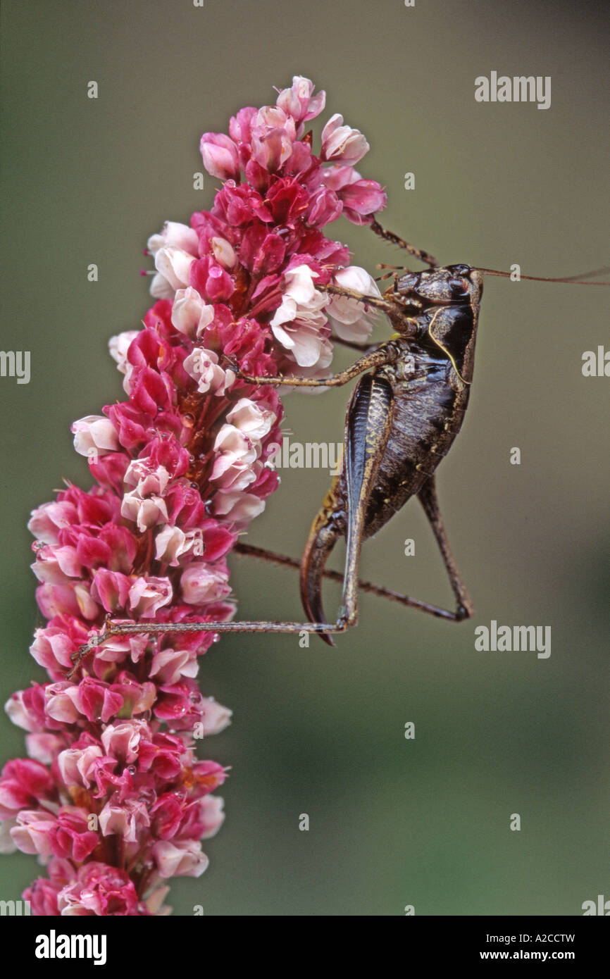 Dunkle Bush Cricket (Pholidoptera Griseoaptera), weibliche auf Blume Stockfoto