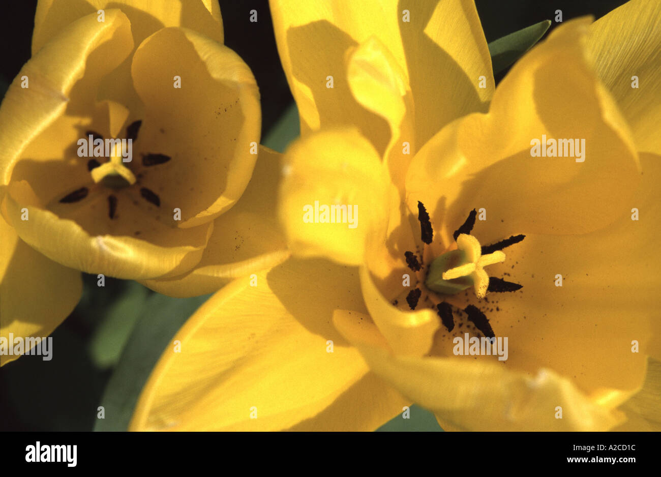 Nahaufnahme von gelben Tulpen Stockfoto