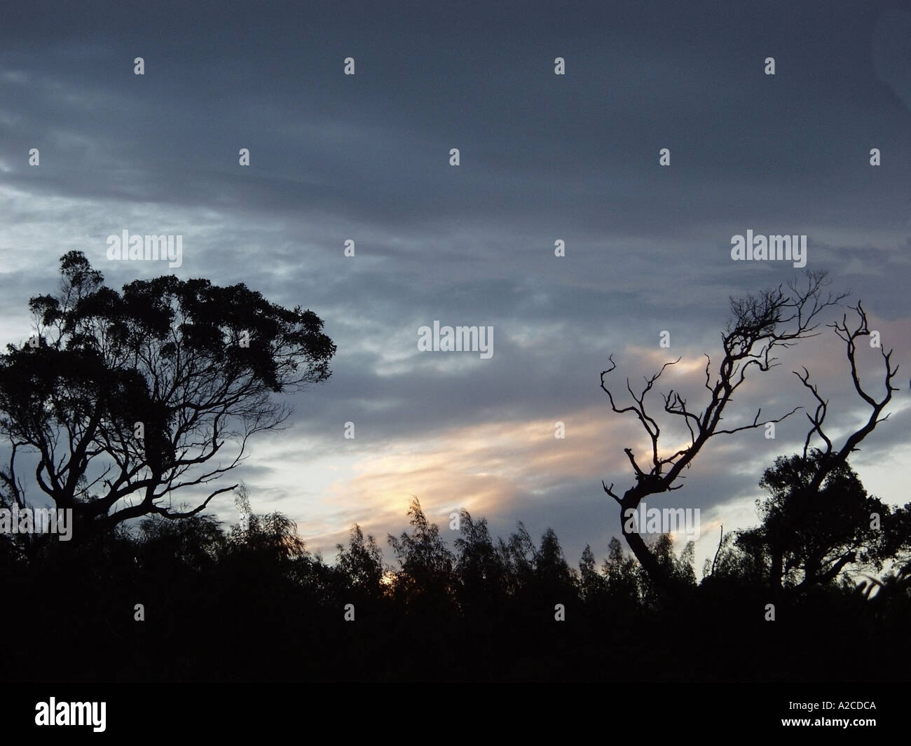 Sonnenuntergang über Bluegums Margaret River, Western Australia Stockfoto