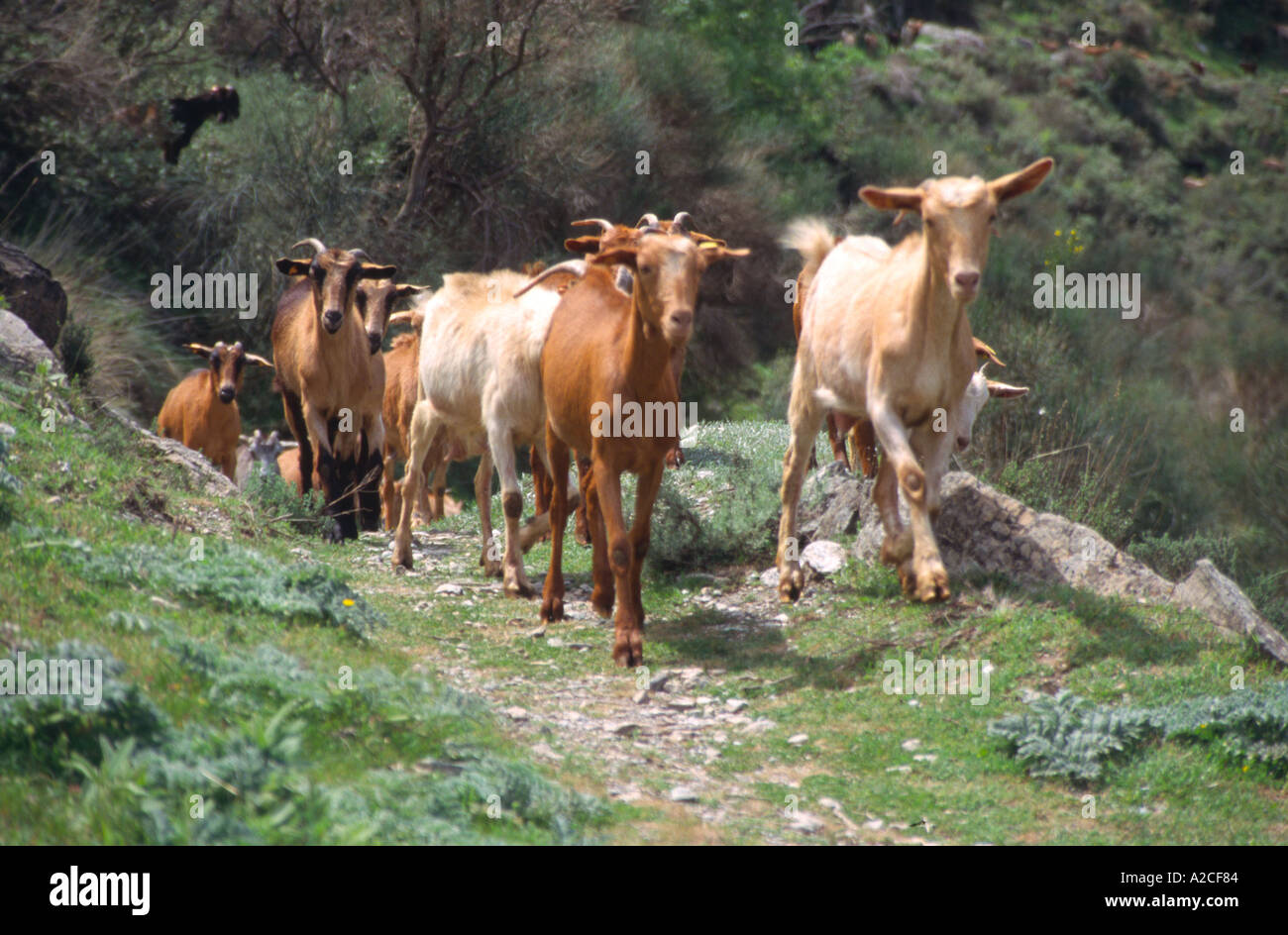 Ziegen in der Nähe von Pitres Alpujarras Andalusien südlichen Spanien traditionell umfangreichen Weiden macht leckere Milch für den Käse aus der Region Stockfoto