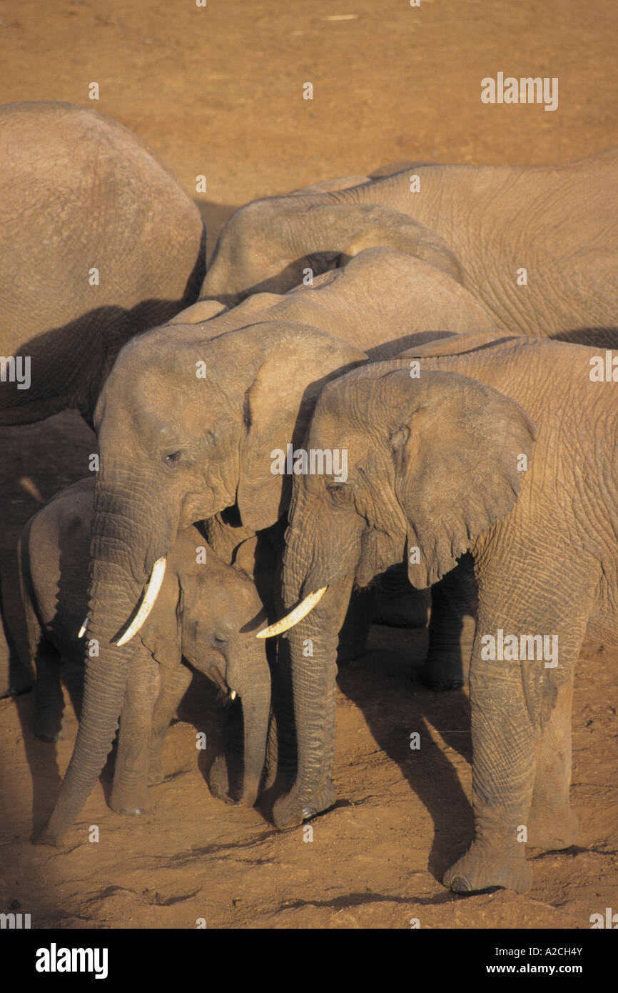 Kenia Aberdare N P Elefant Loxodonta africana Stockfoto