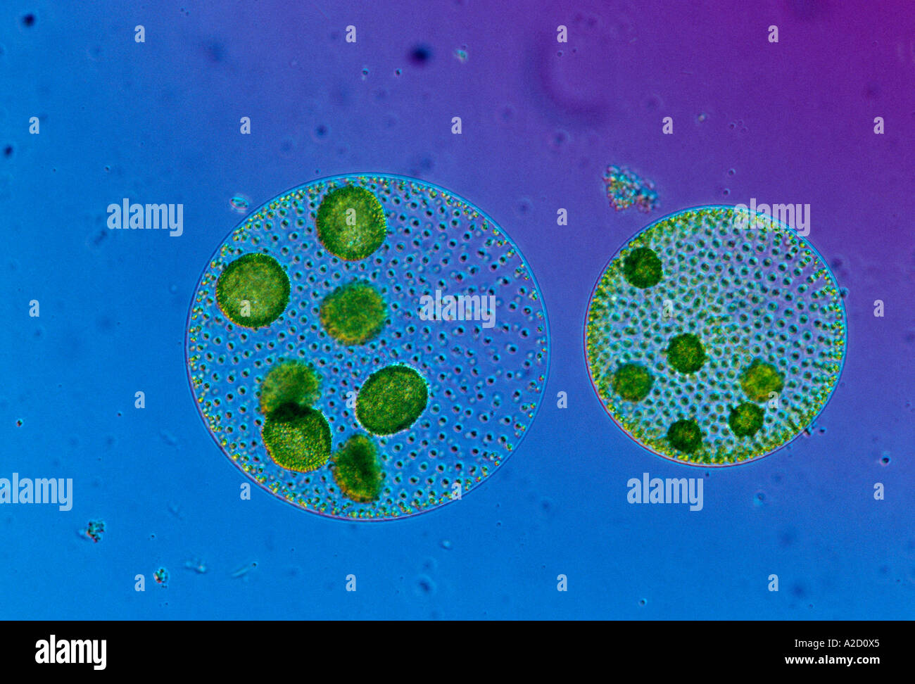 Koloniale Süßwasseralgen Volvox sp interne Tochterkolonien Stockfoto