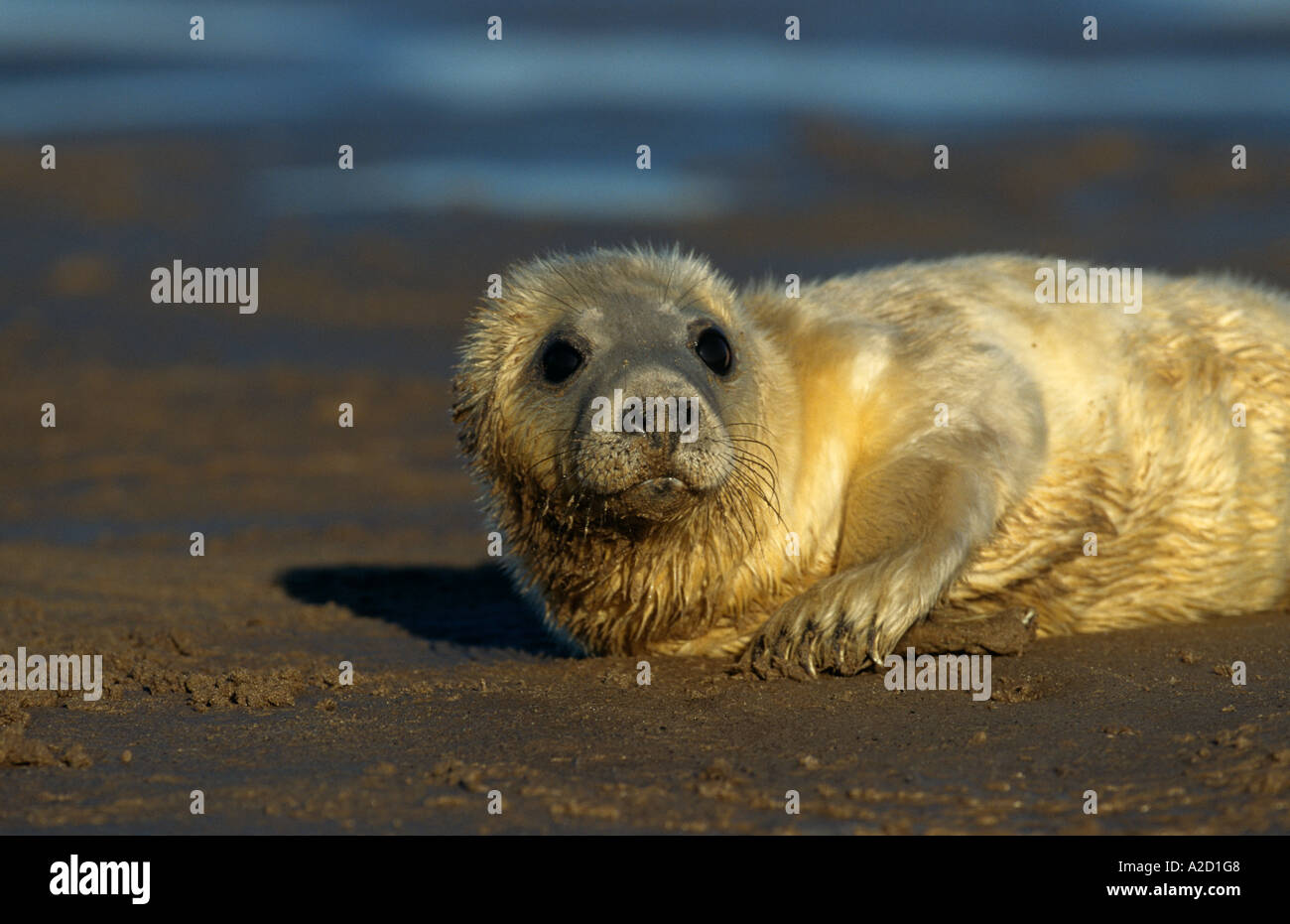 Graue Dichtung Halichoerus Grypus Closeup Welpen N Lincolnshire UK Stockfoto