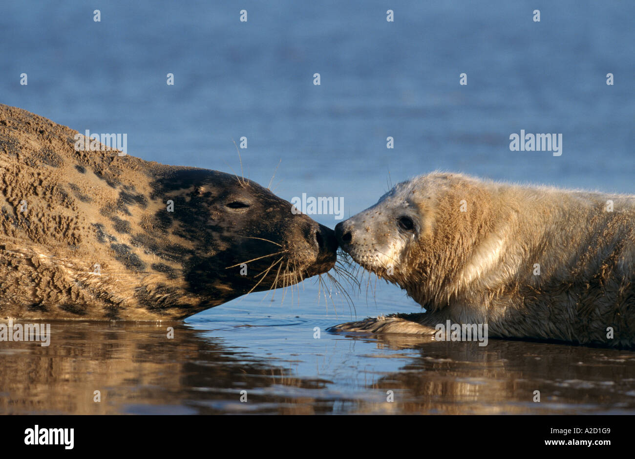 Graue Dichtung Halichoerus Grypus Mutter und Welpe Nase an Nase N Lincolnshire UK Stockfoto