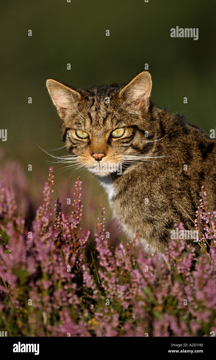 Schottische Wildkatze Felis Sylvestris Nahaufnahme von Erwachsenen in Heather Cairngorms National Park Scotland UK Stockfoto