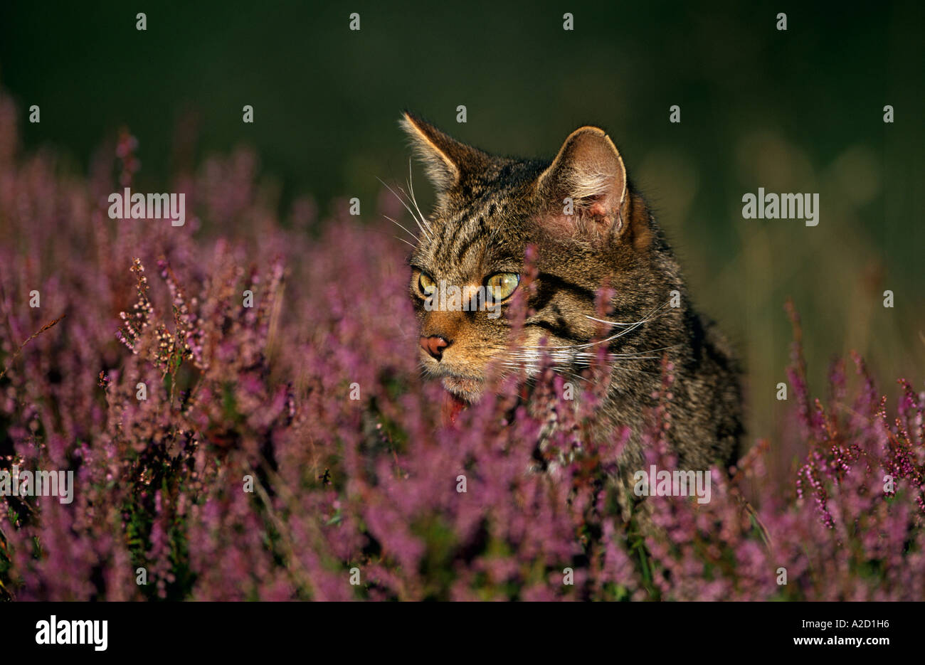 Schottische Wildkatze Felis Sylvestris rein gezüchteten Männchen in Heather Cairngorms National Park Scotland UK Stockfoto