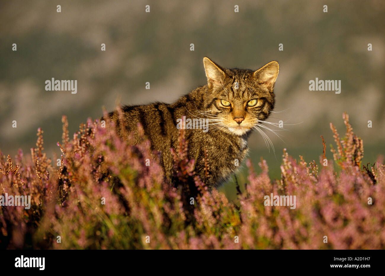 Schottische Wildkatze Felis Sylvestris Erwachsenen in Heather Cairngorms National Park Scotland UK Stockfoto