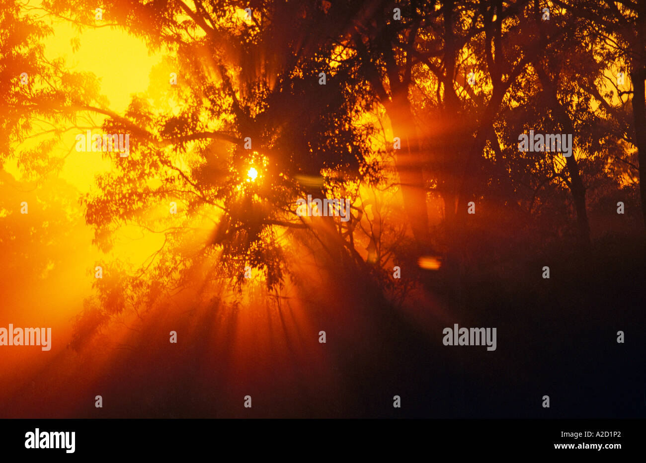 Sonnenaufgang im Eukalyptuswald, Queensland, Australien Stockfoto