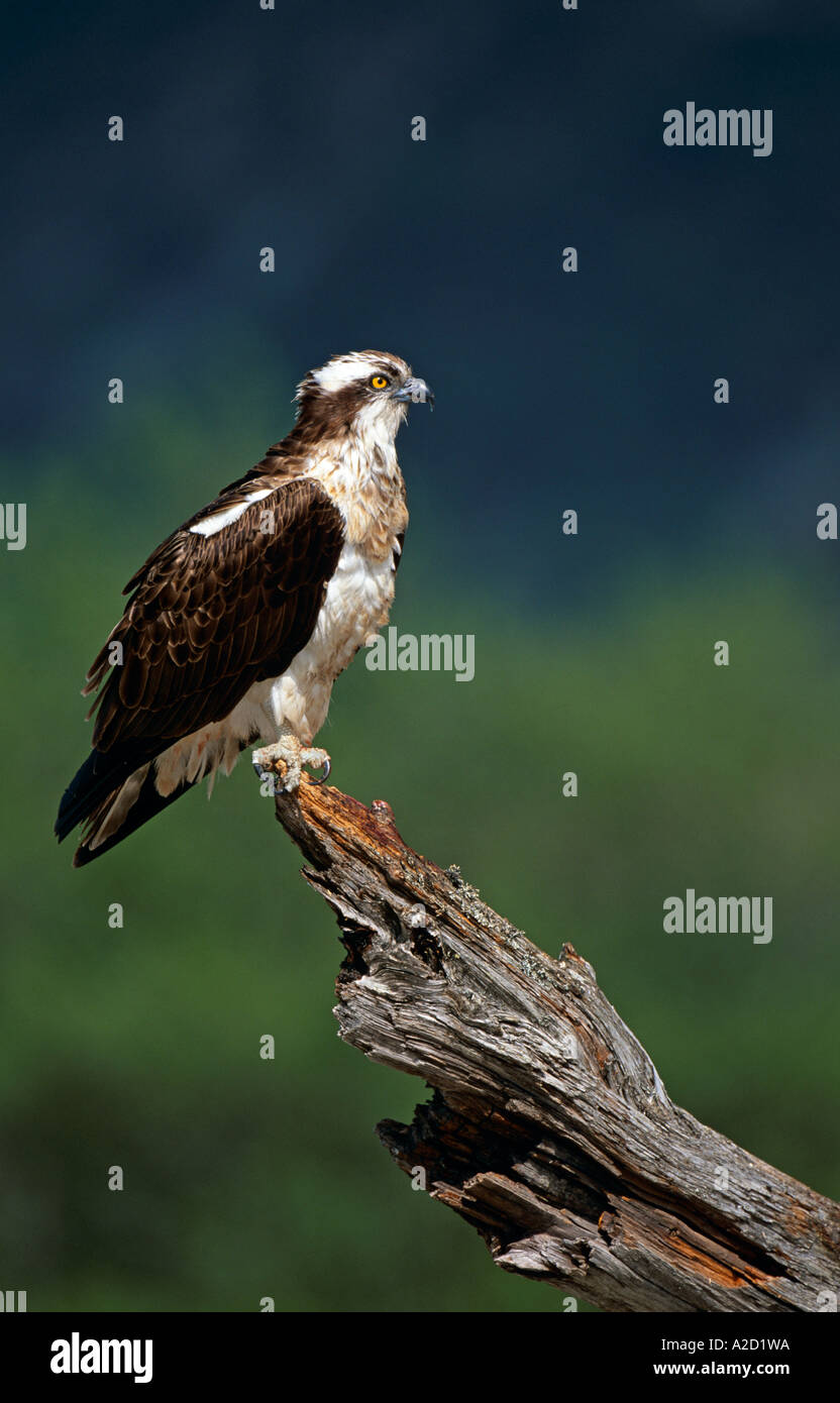 Fischadler (Pandion Haliaetus) männlichen thront mit Resten des Fischfangs, Highlands, Schottland, Vereinigtes Königreich Stockfoto