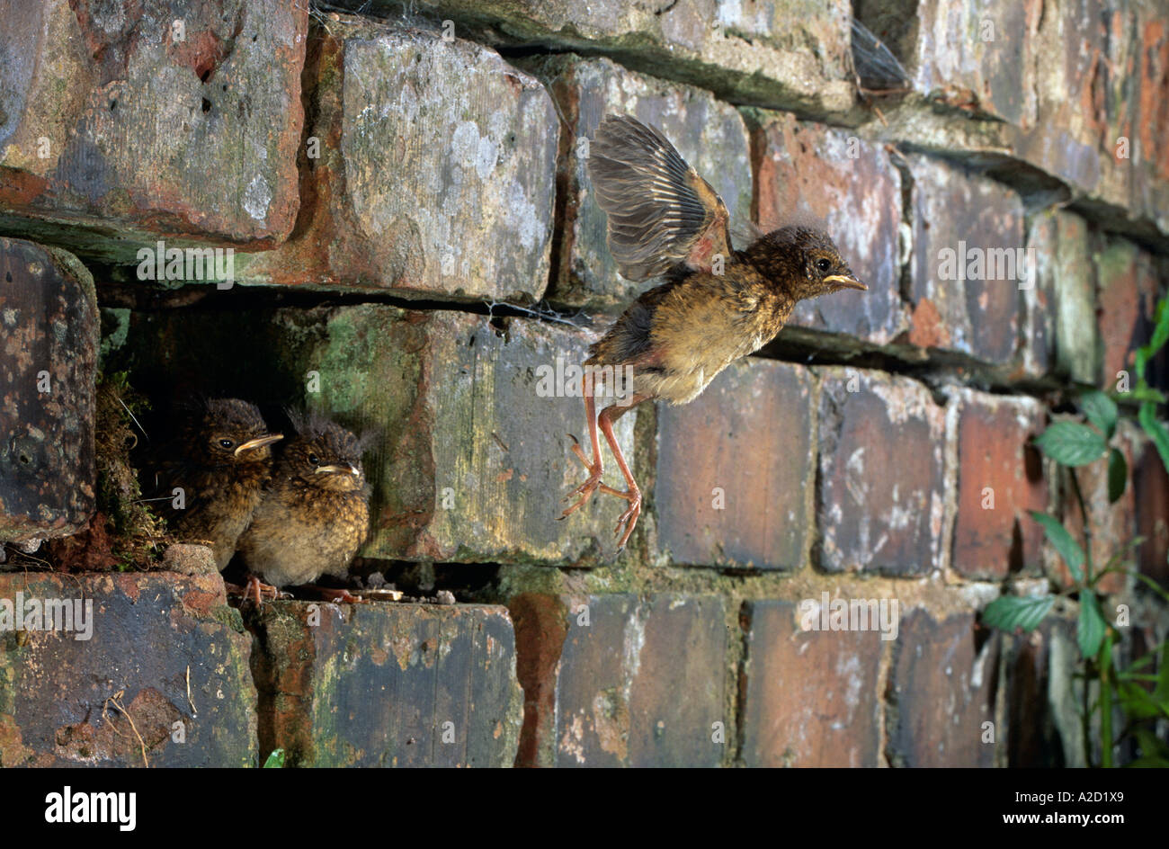 Rotkehlchen (Erithacus Rubecula) Jungvögel verlassen nisten, UK Stockfoto