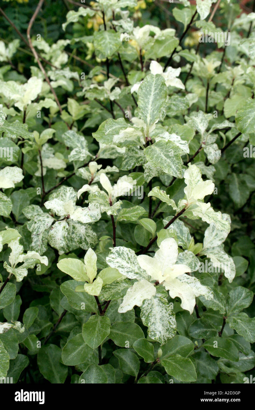 Pittosporum Tenuifolium Irene Patterson Stockfoto