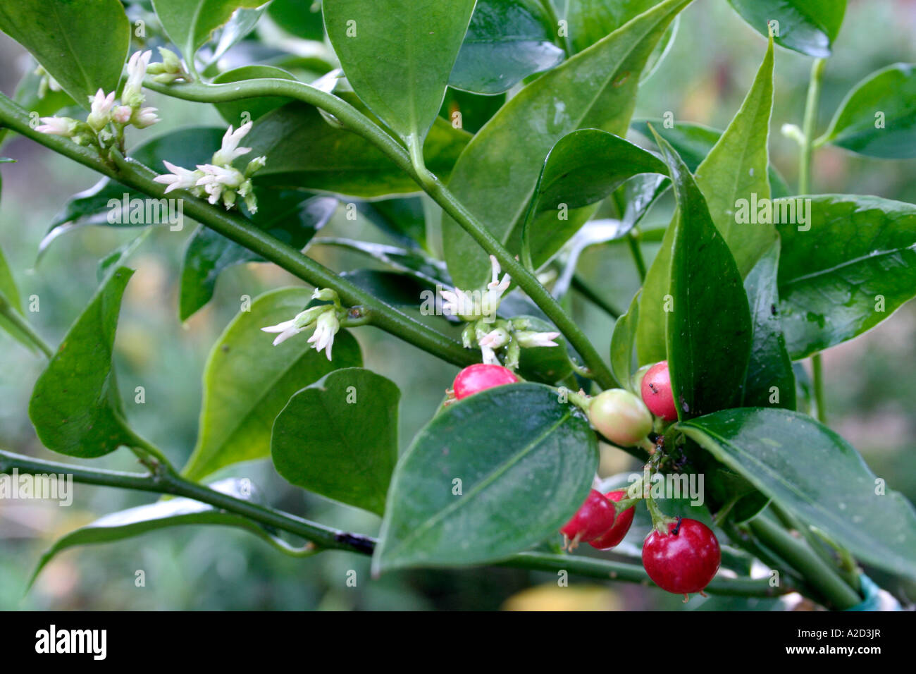 Die tolerante und immergrüne Kleinstrauch Sarcococca Ruscifolia Chinensis im Januar Stockfoto